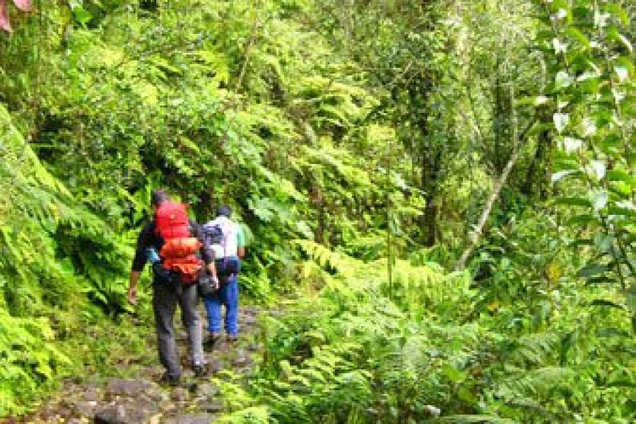 El Choro Trekking 3 Days from La Paz – Descend Through Bolivia’s Stunning Andes to the Yungas