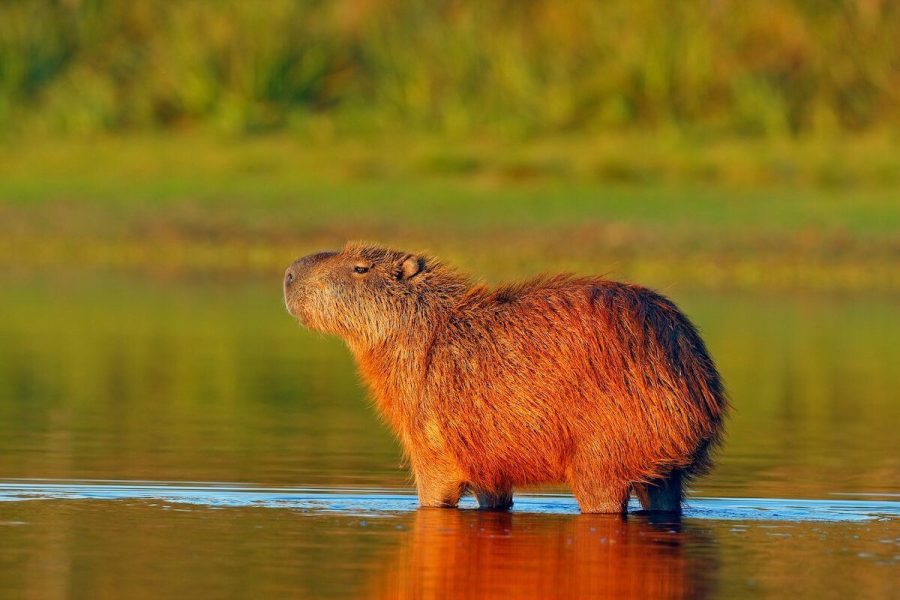 Pantanal Bolivia Tour: 3 Days / 4 Nights | Otuquis National Park Wildlife Expedition