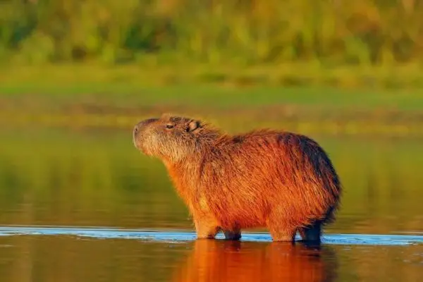 Santa Cruz & Pantanal